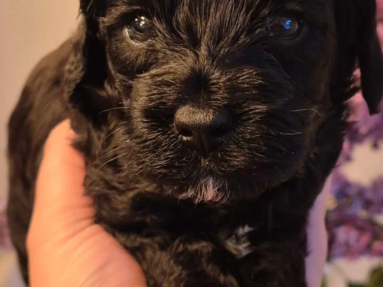 Billede 3 - Uimodstålige søde Mine cockapoo 