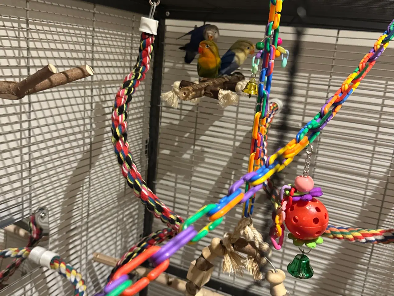 Billede 7 - Dværvpapegøjer