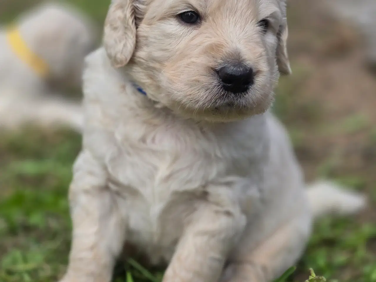 Billede 9 - Goldendoodle hvalpe søger nyt hjem.