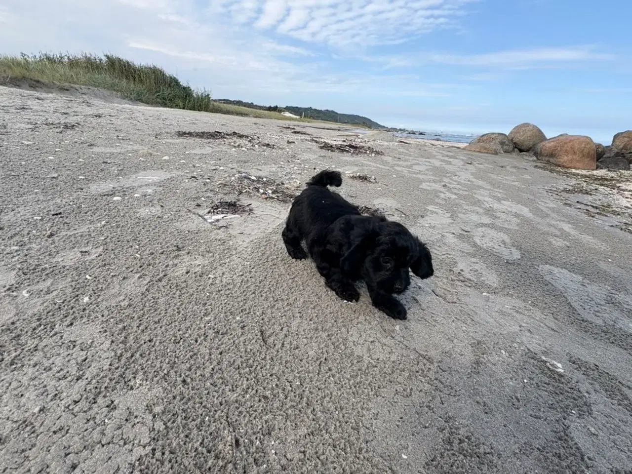 Billede 6 - 2 Dejlige Maltipoo drenge