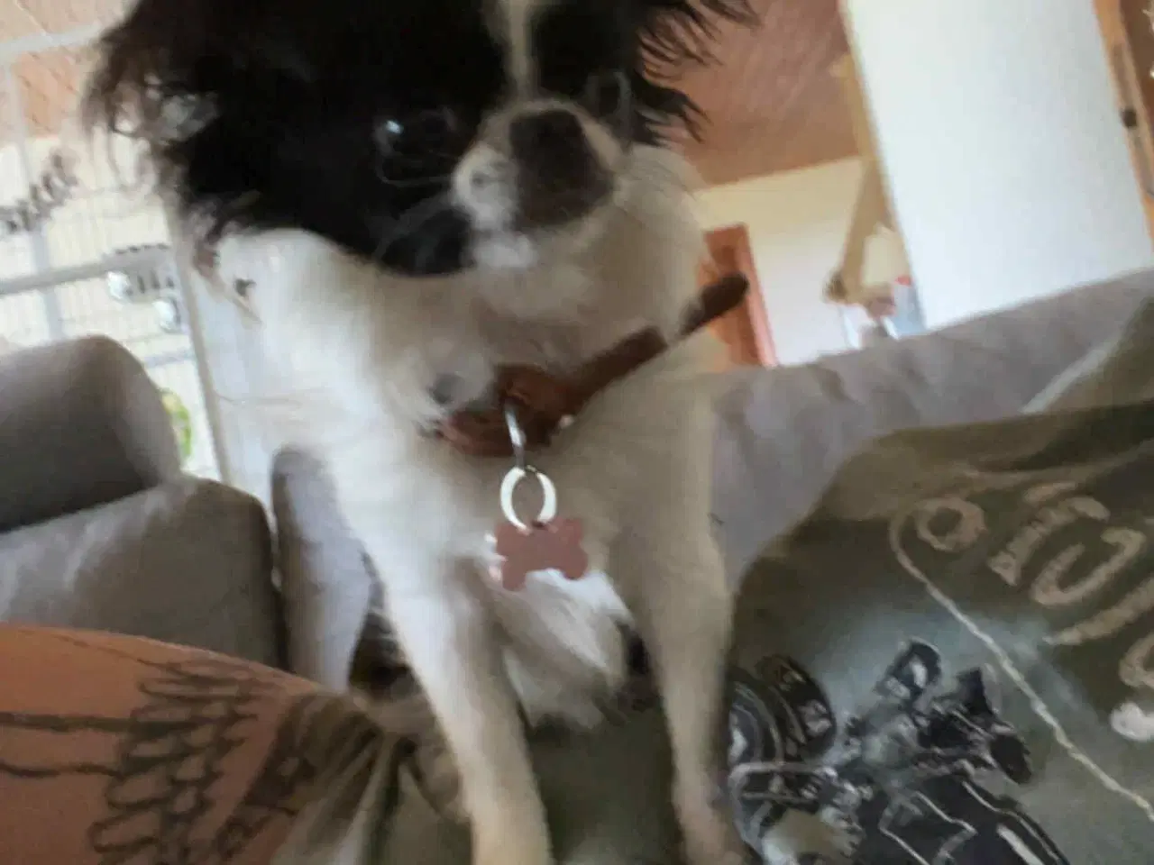 Billede 1 - Chihuahua/japanese chin blandning