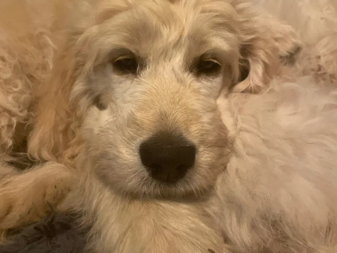 Billede 1 - GoldenDoodle hvalp - dreng