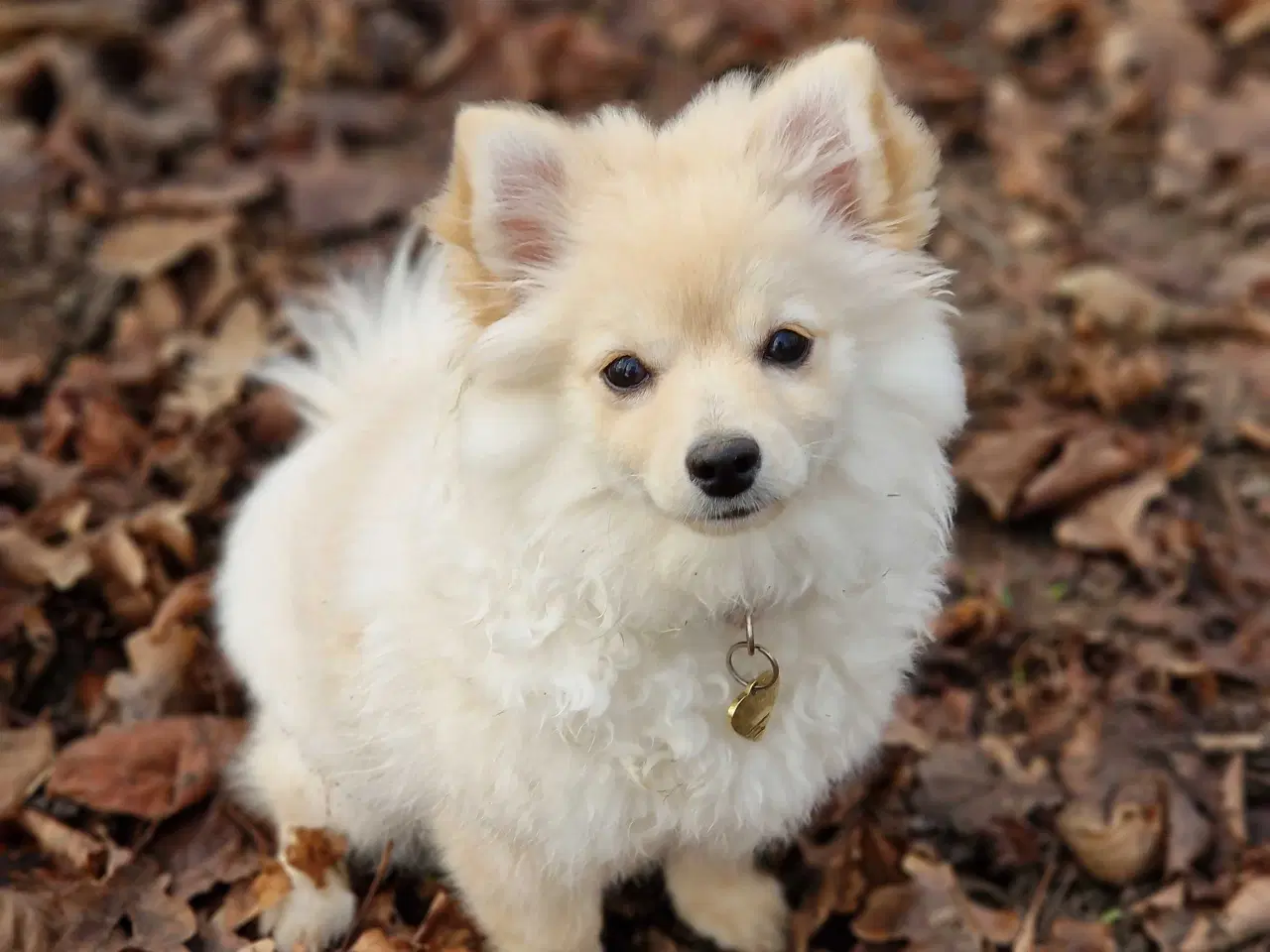 Billede 3 - Smuk bamsepige