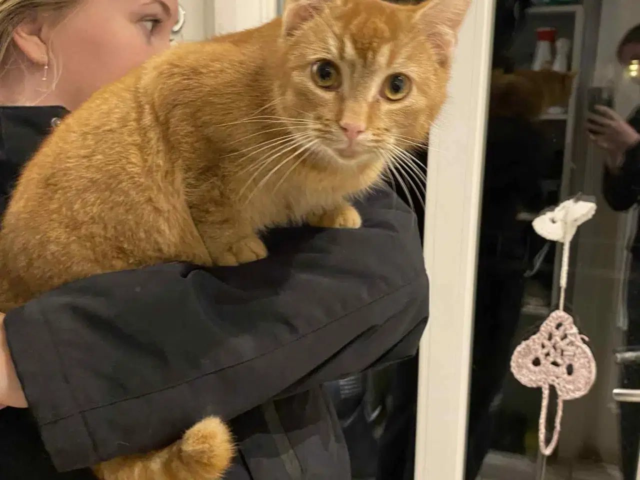 Billede 2 - Røde kattekillinger