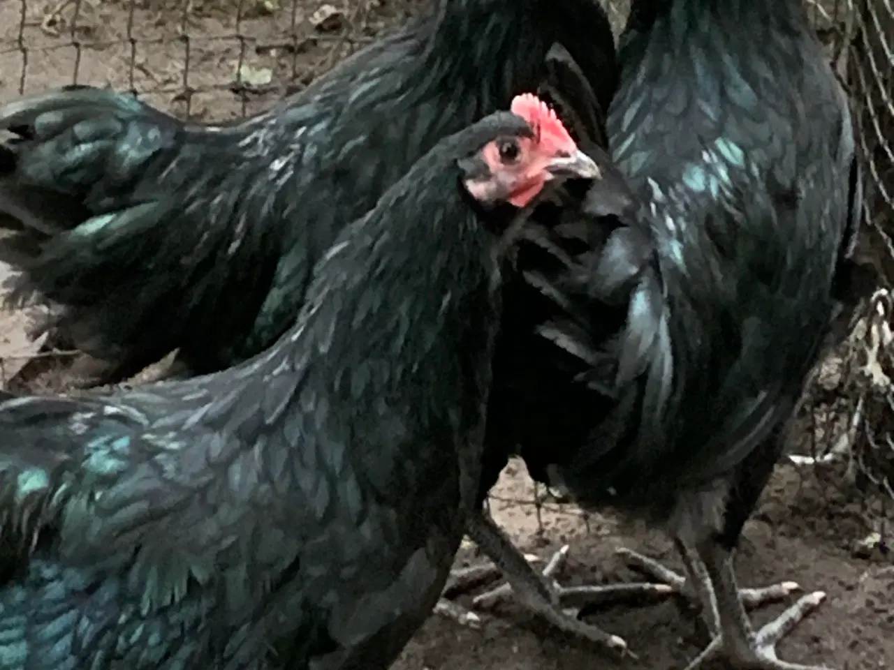 Billede 1 - Australorps hane
