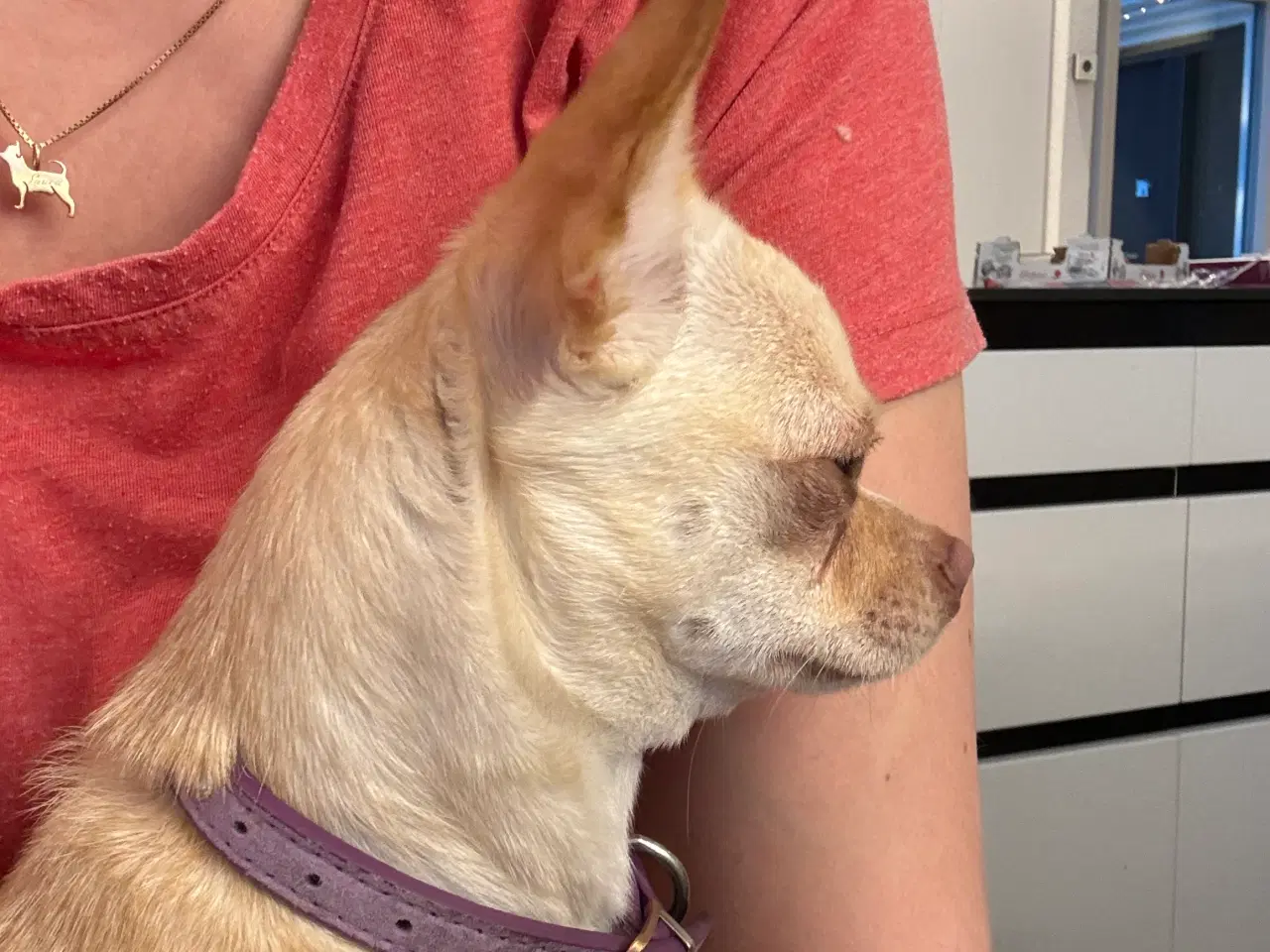 Billede 4 - Korthåret 3års DKK tæve