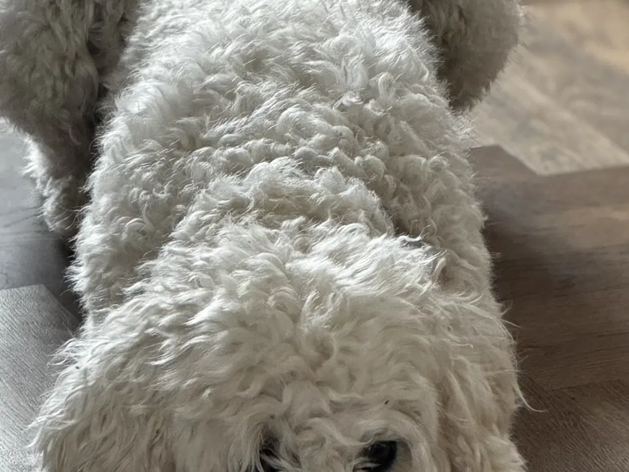 Billede 1 - Multigen Labradoodle hvalpe på vej