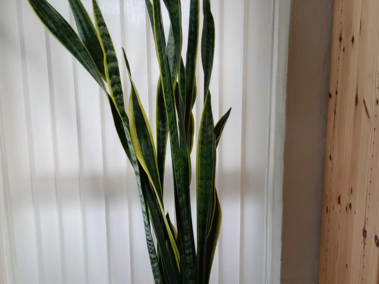 Billede 3 - 2 store potteplanter 132 cm. og 155 cm.