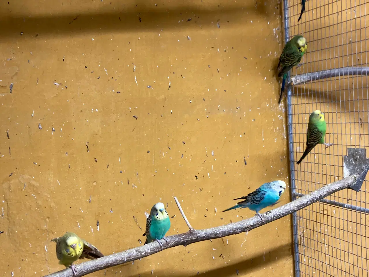 Billede 3 - Flotte undulater som er i Volier fra 75-100kr stk 