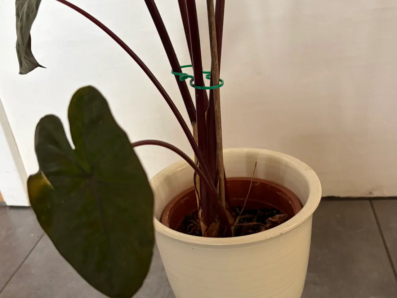 Billede 3 - Flot stueplante med skjuler