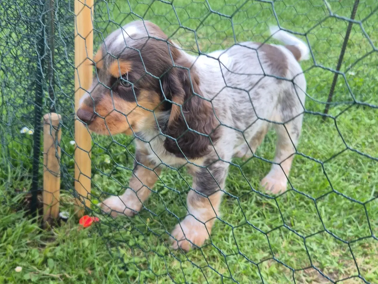 Billede 5 - Ft cocker spaniel 