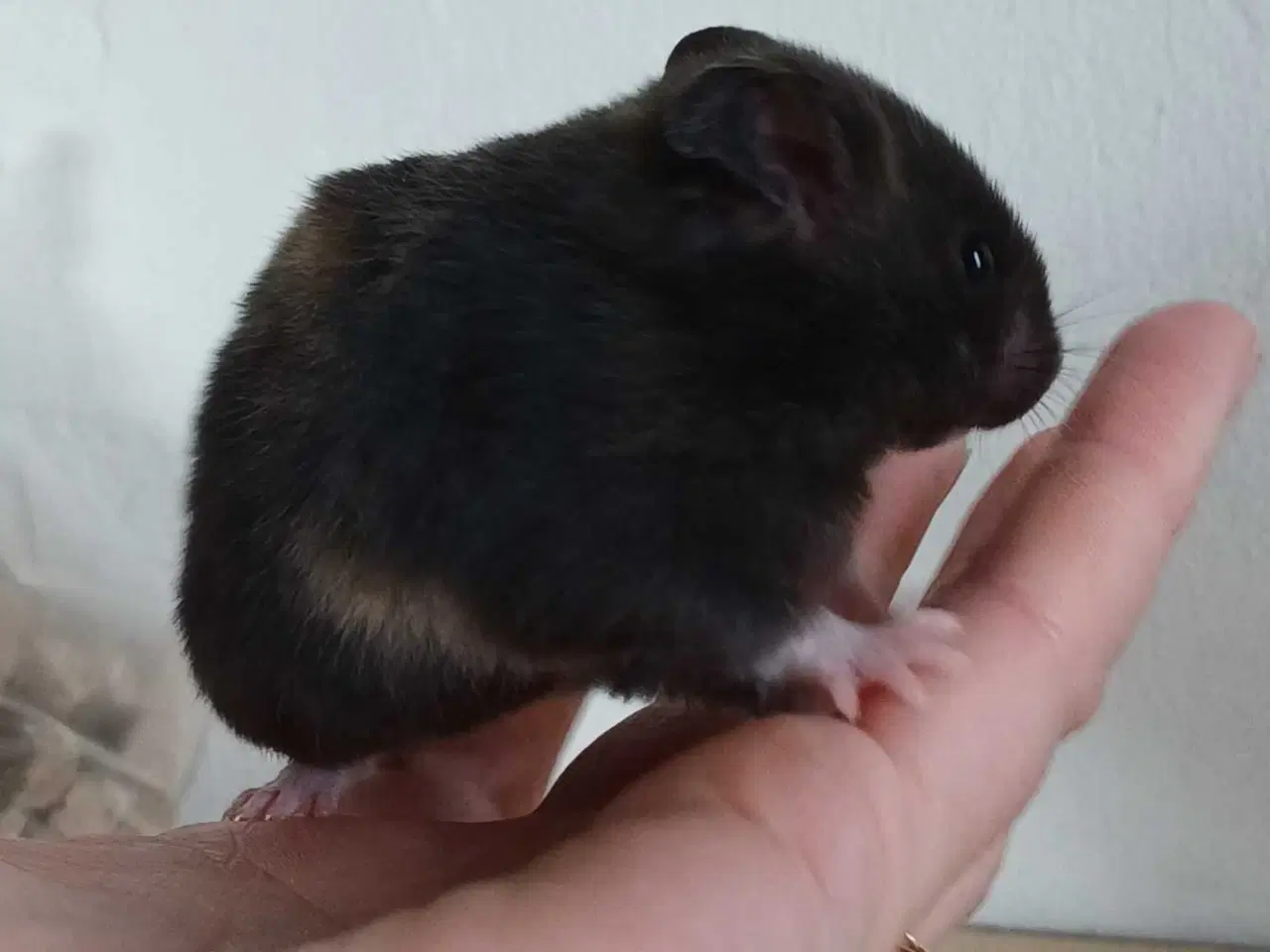 Billede 18 - Guldhamster unger