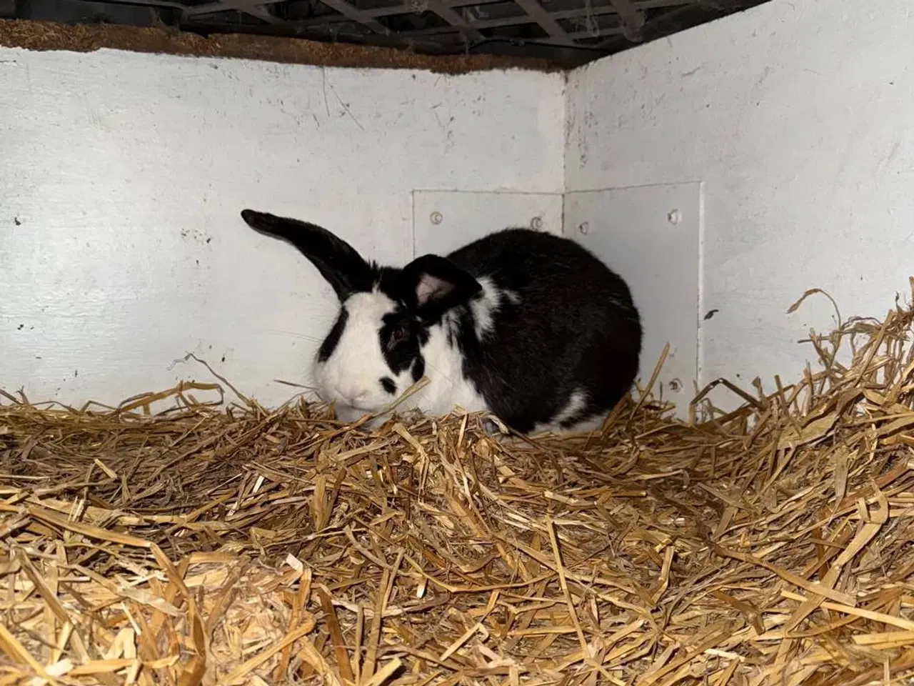 Billede 5 - Unge hankaniner (Giant Spotted mix) til salg zone