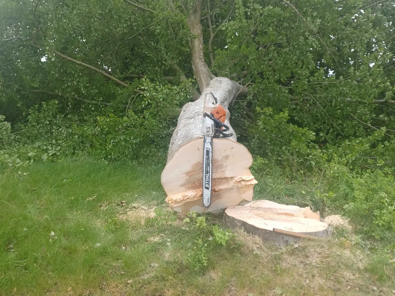 Billede 1 - Træ,brænde, selvskovning 
