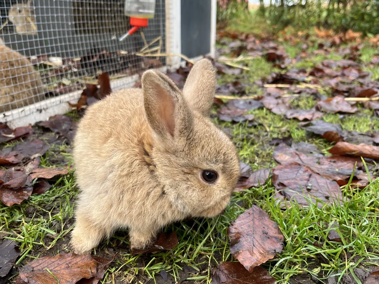 Billede 4 - Børnevant minilop, klar til at flytte
