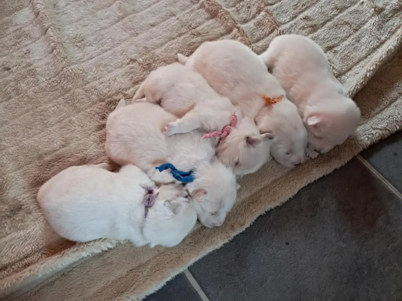 Billede 1 - dejlige hvalpe søger nyt hjem