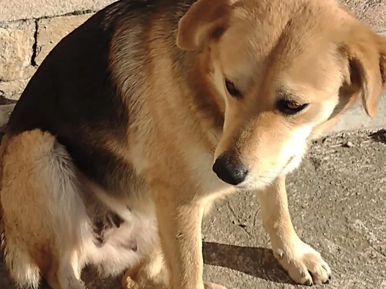 Billede 2 - Hilda søger sin egen familie❤️