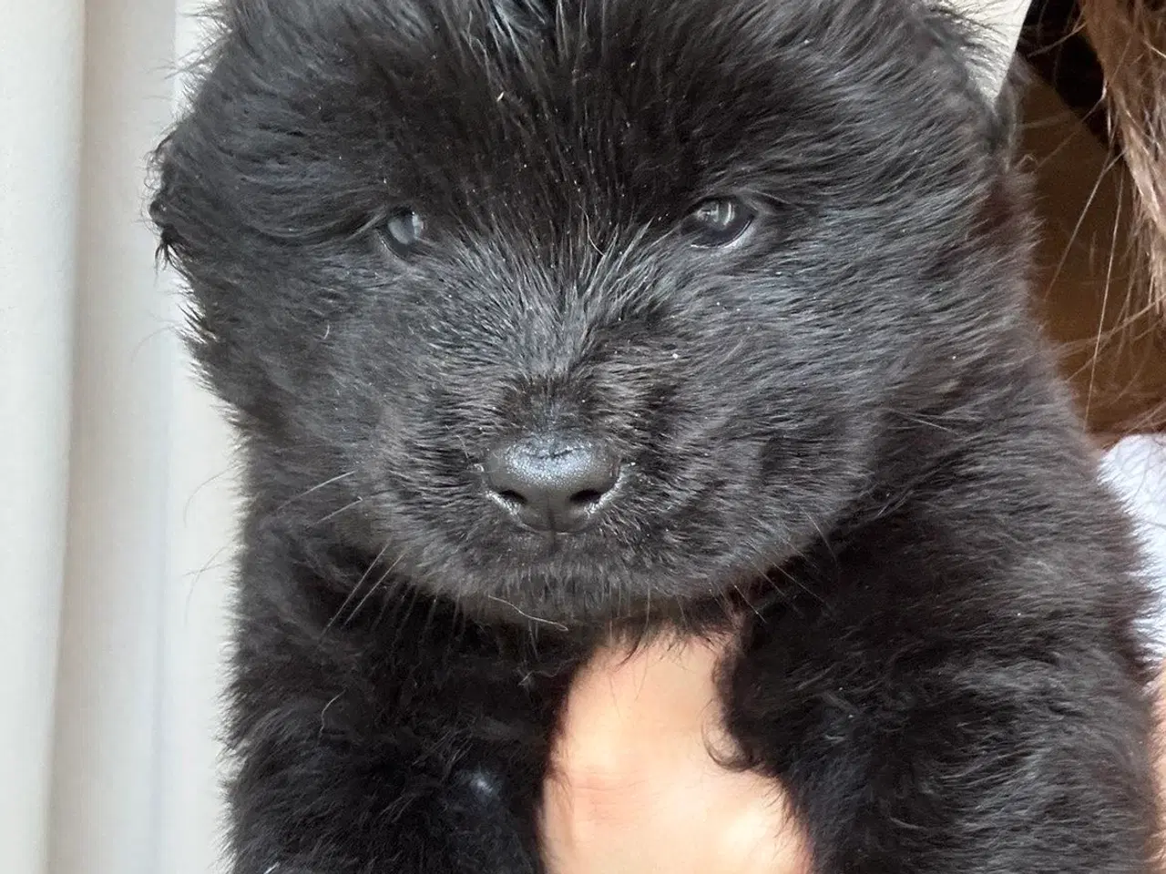 Billede 9 - Hundehvalpe - Chow Chow bla.