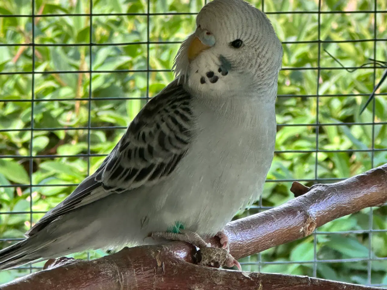 Billede 1 - Undulater fra i år