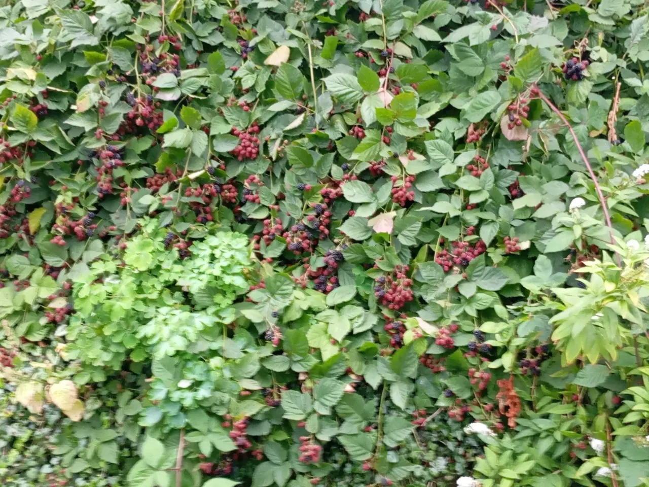 Billede 7 - Brombær Tornfri