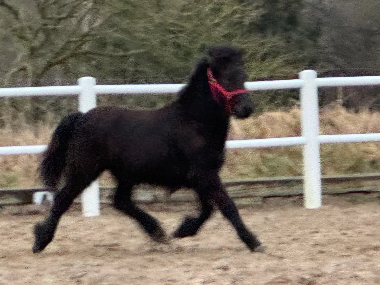 Billede 7 - 1 års sort islænder hingst