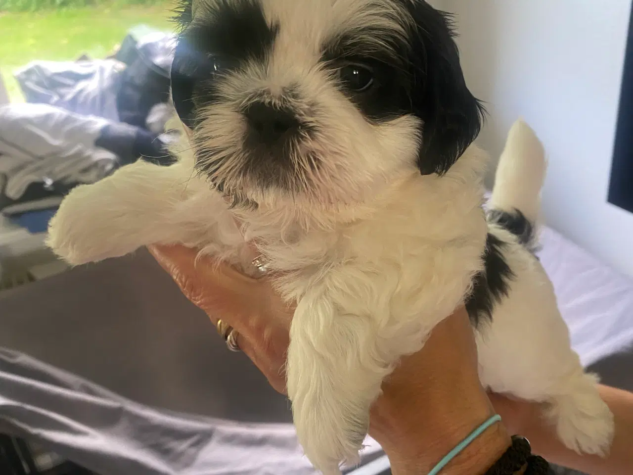 Billede 5 - Shih tzu Hvalpe.