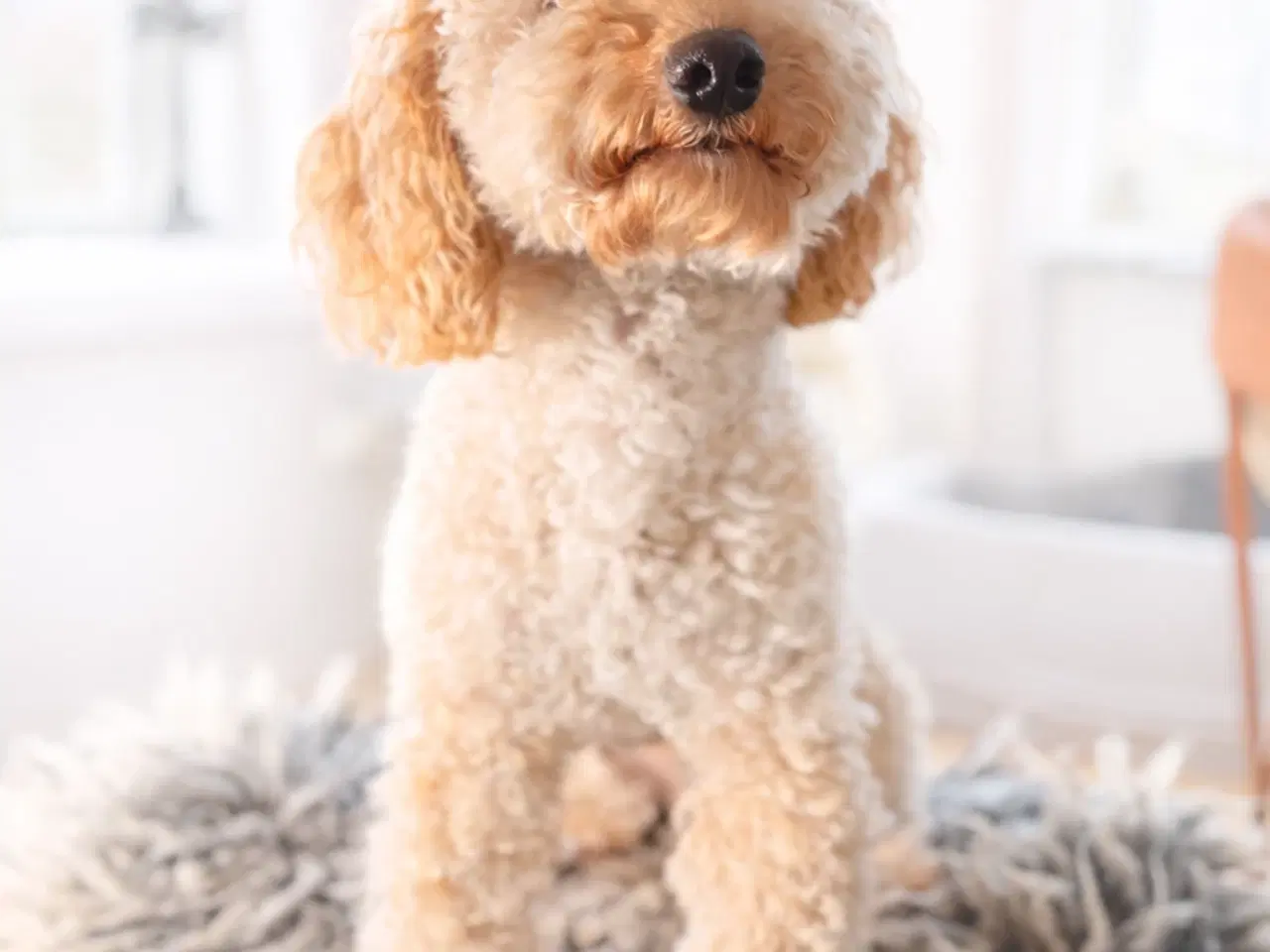 Billede 8 - Cockerpoo tæve på 4 uger