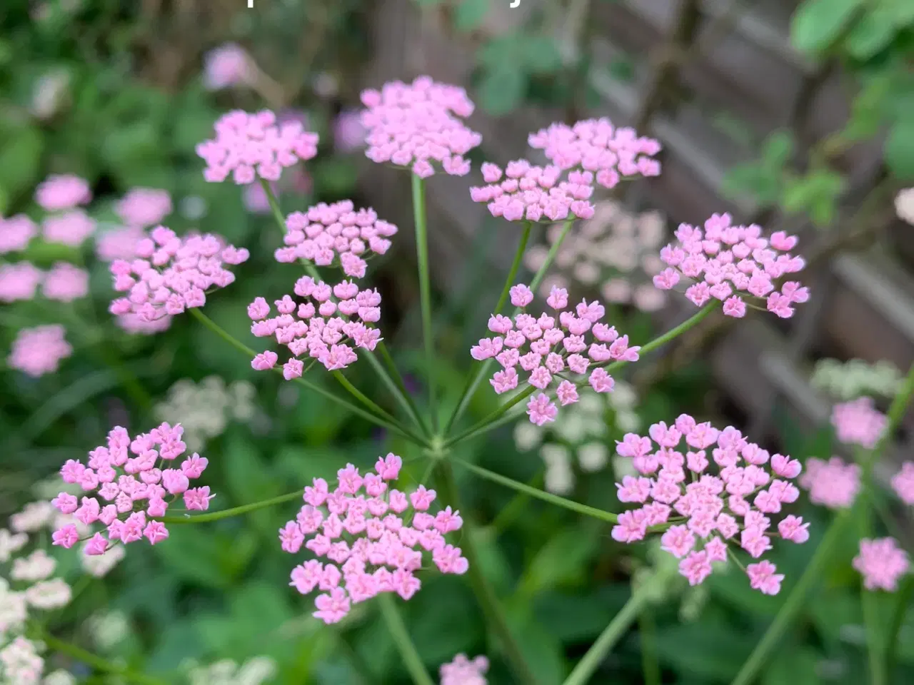 Billede 1 - Staude frø: Pimpinella Major Rosea