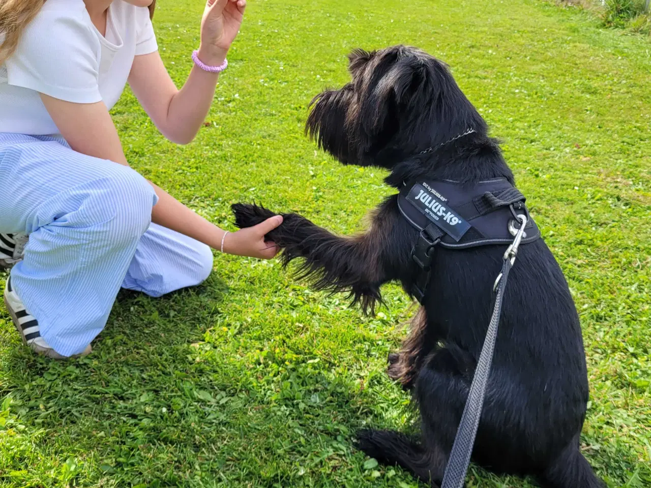 Billede 2 - Mellem schnauzer sort 