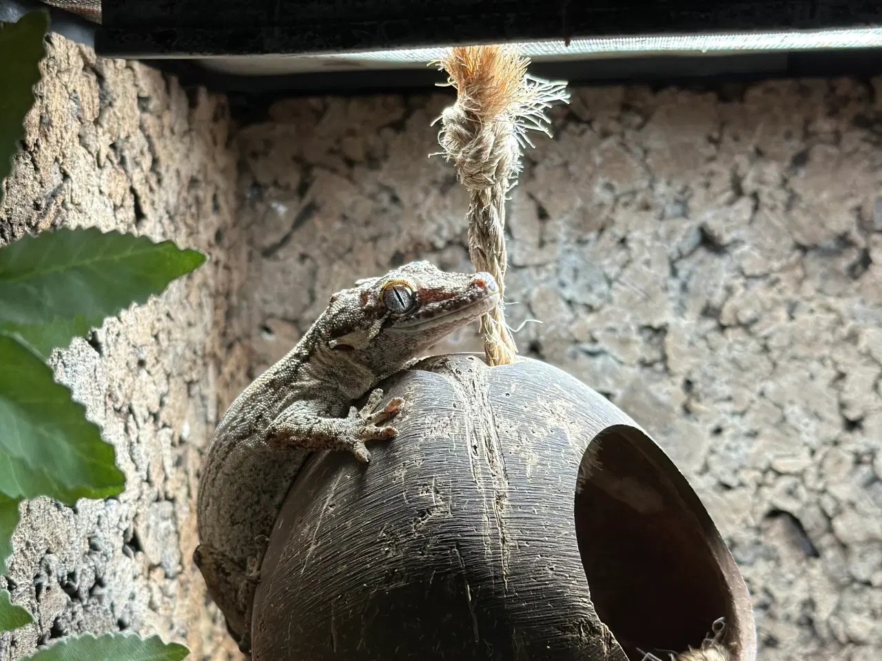 Billede 4 - Gargoyle gekko