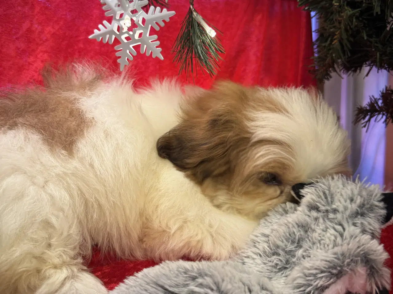 Billede 12 - Shih tzu-mor/ Coton de Tulear-far