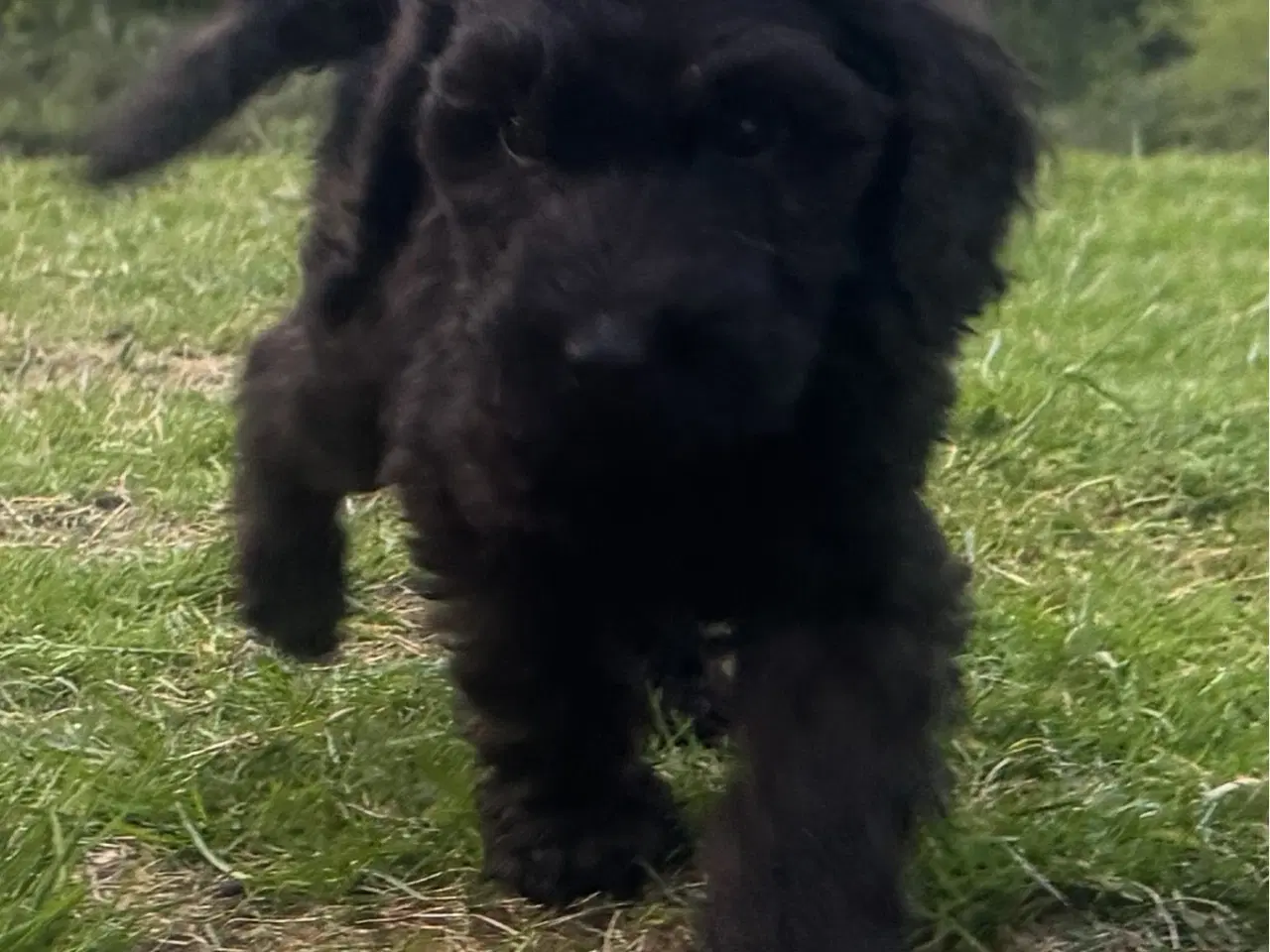 Billede 12 - Cockapoo / Cockerpoo / Doodle