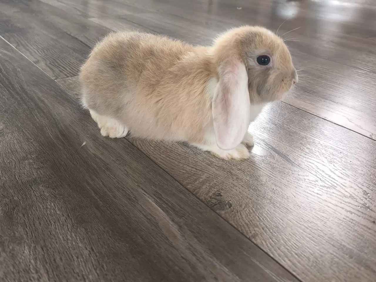 Billede 2 - Sød og kærlig mini lop kaninunge 🐰