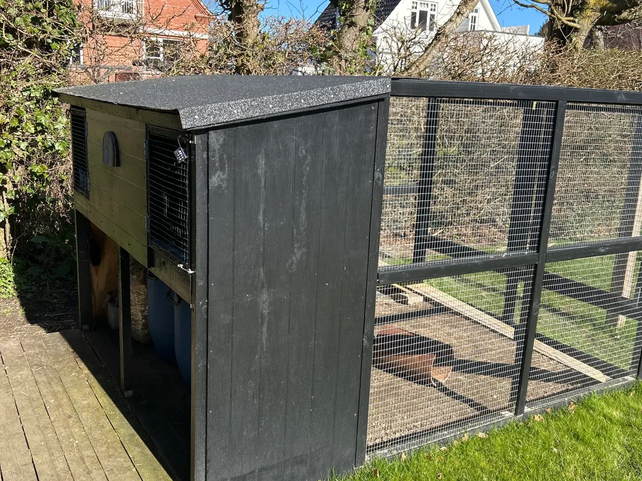 Billede 20 - 2 søde mini lop kaniner (søstre)