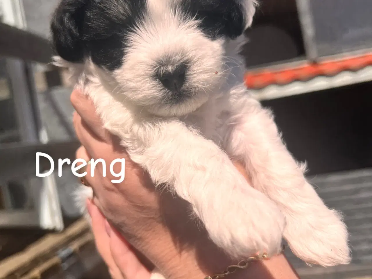 Billede 4 - Maltipoo med papillion 