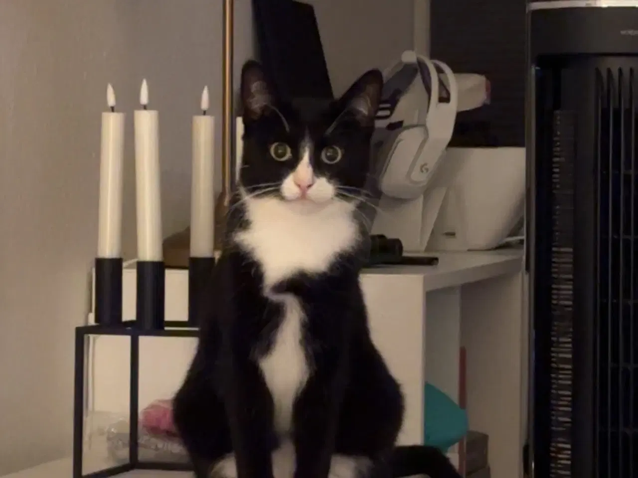 Billede 4 - 🐾 Aya søger nyt kærligt hjem 🐾