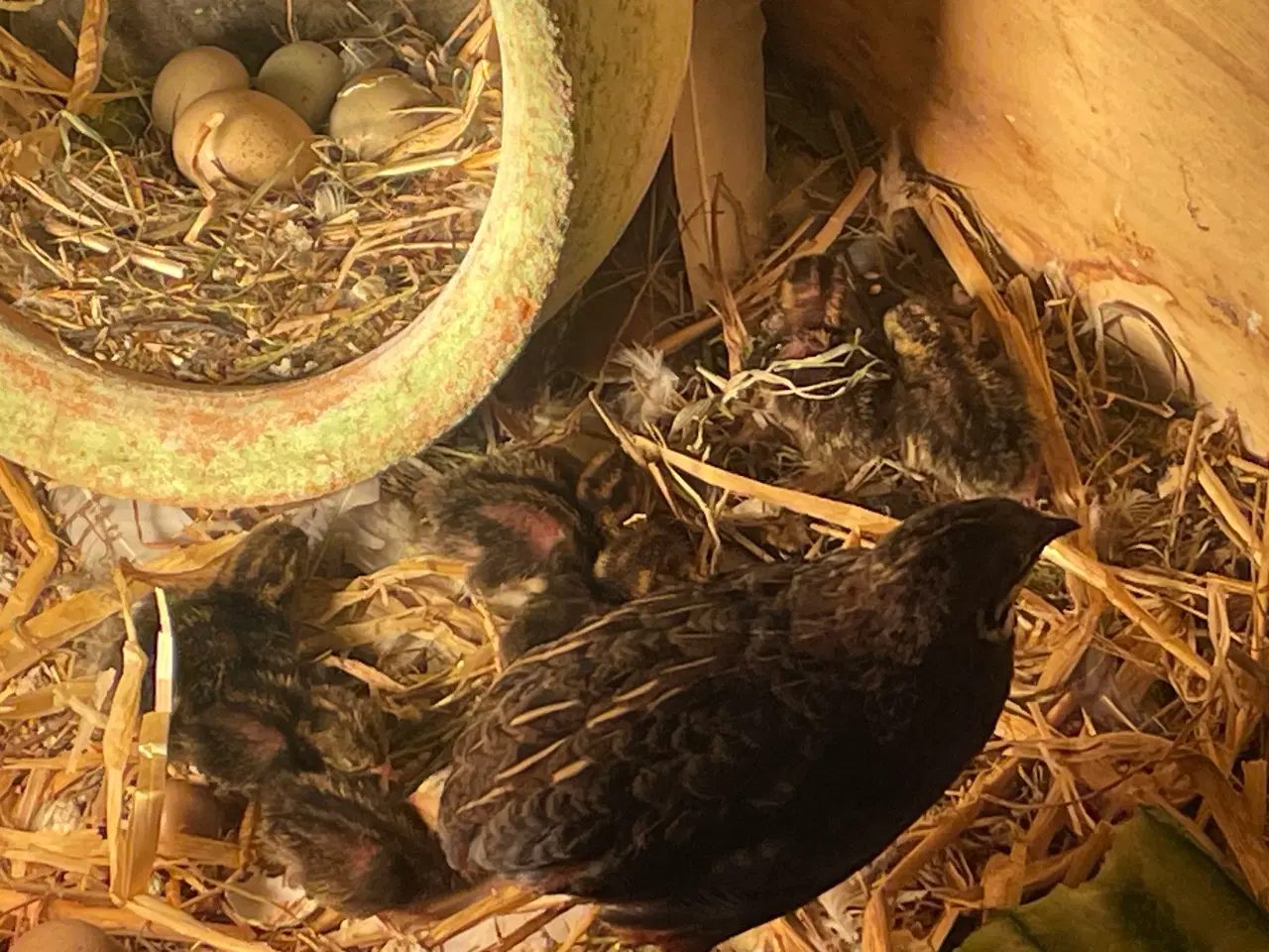 Billede 1 - Dværgvagtler naturfarvede sælges