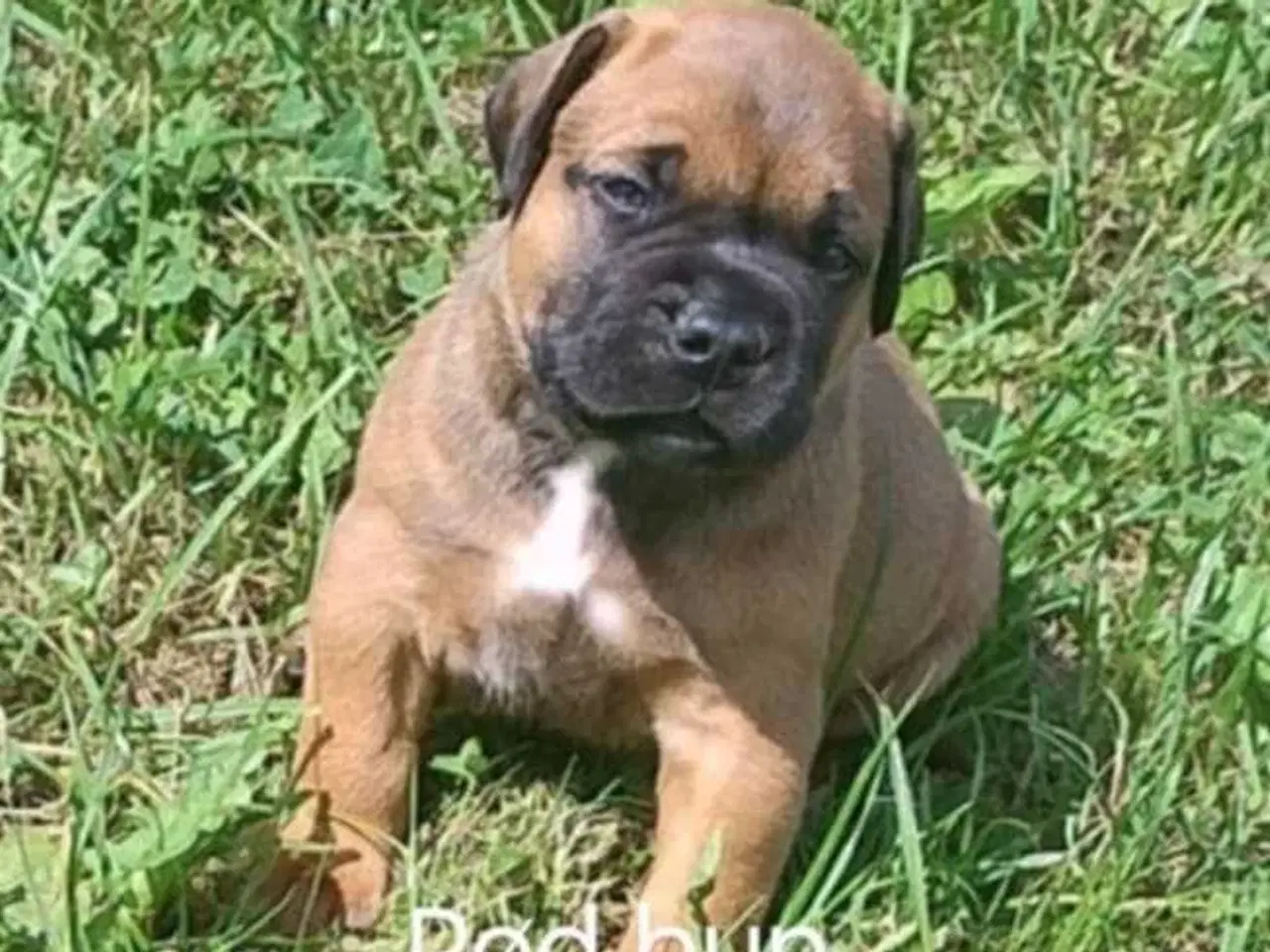 Billede 2 - Bullmastiff hvalpe til salg