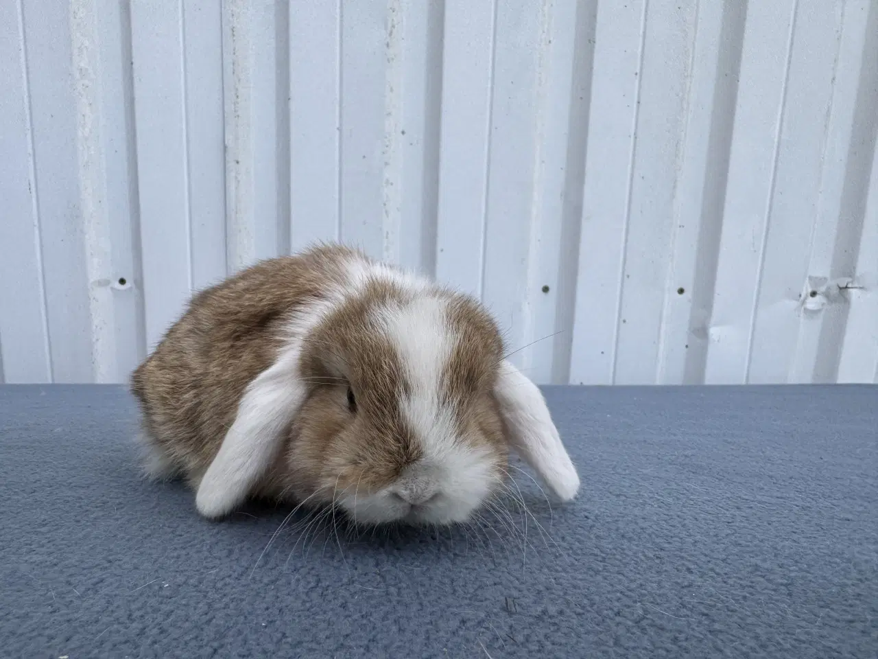 Billede 3 - Mini lop hankanin