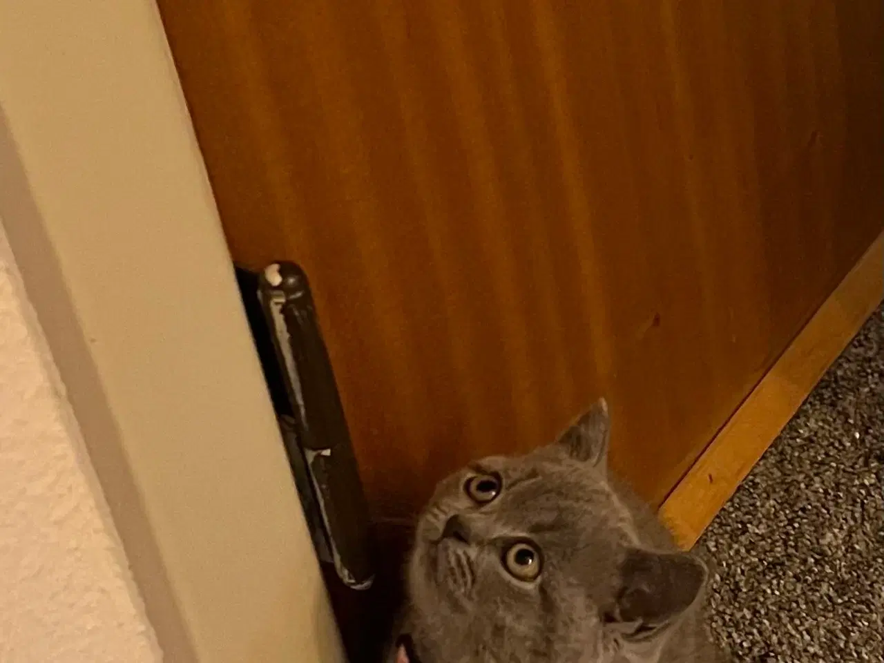 Billede 3 - Dyre kat 