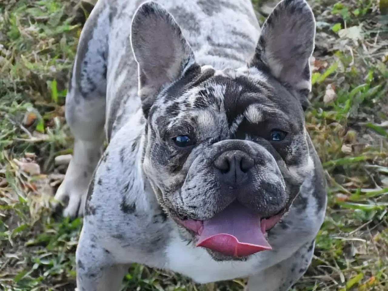 Billede 3 - Fransk bulldog hvalp. NEDSAT!