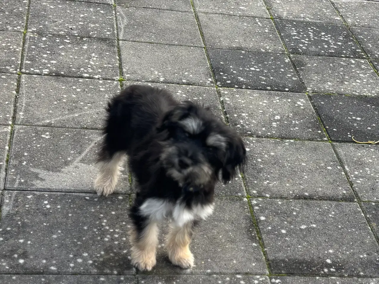 Billede 3 - Søger nyt hjem 🐶🐾