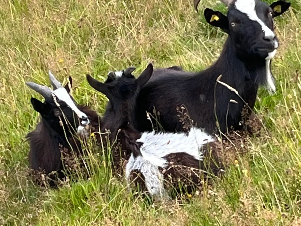 Billede 3 - Dansk Landrace Geder 