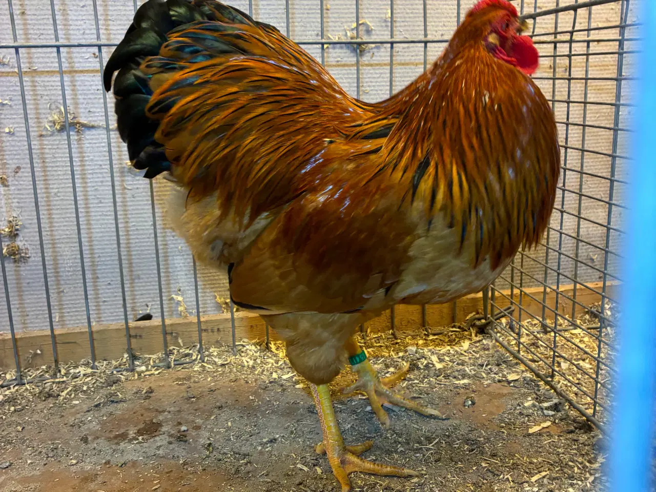 Billede 1 - Dværg Wyandotter og Brune dværg Italiener