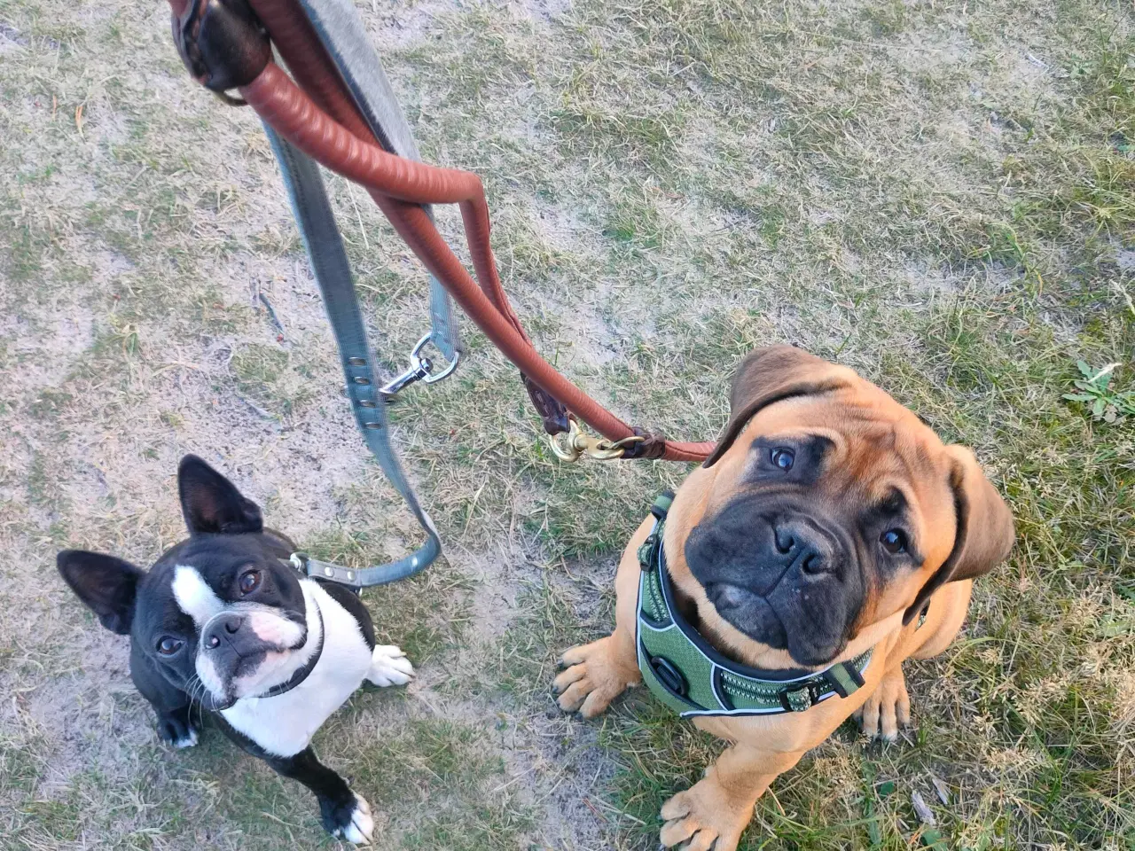 Billede 9 - Bull mastiff med DKK stamtavle
