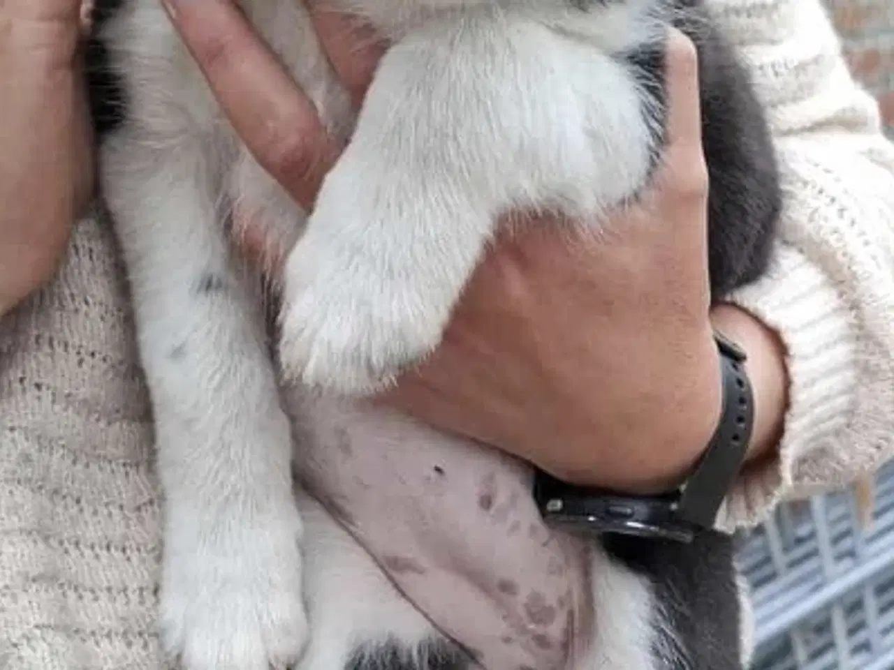 Billede 2 - Skøn Border Collie tæve