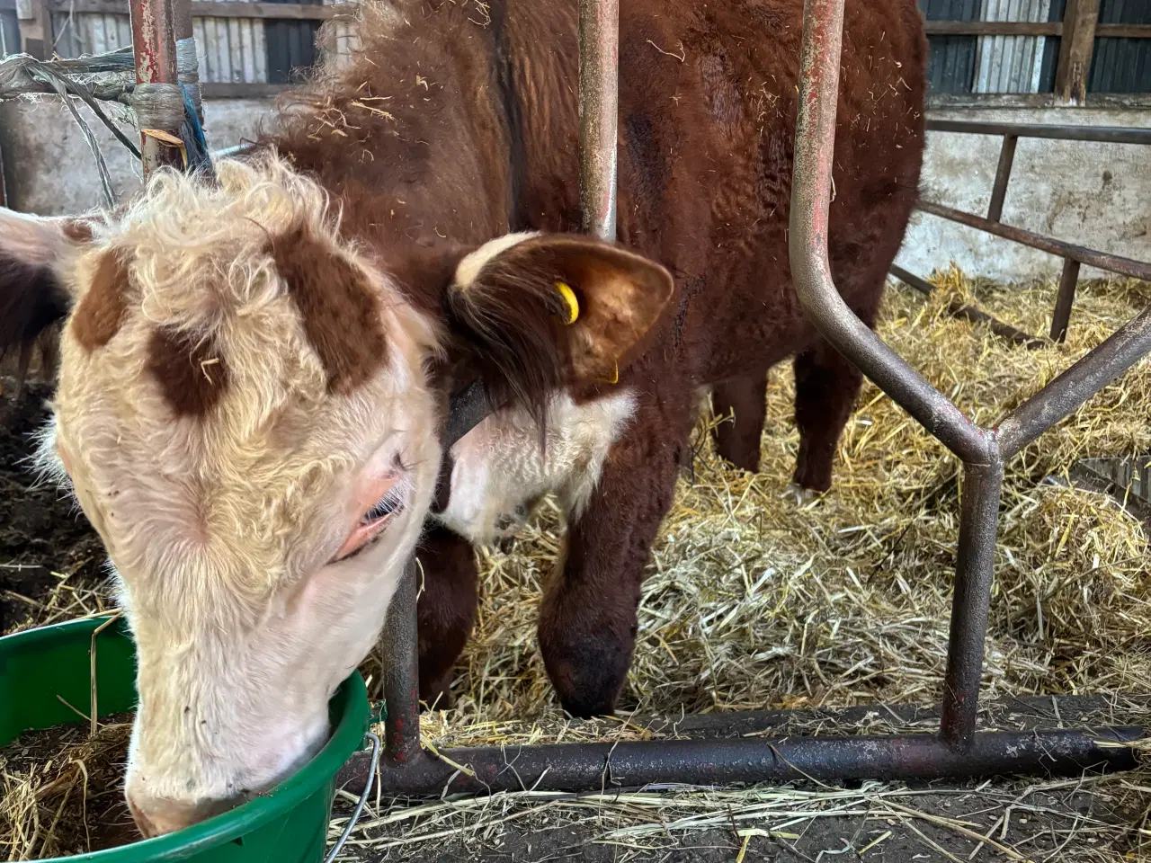 Billede 3 - Hereford tyr 