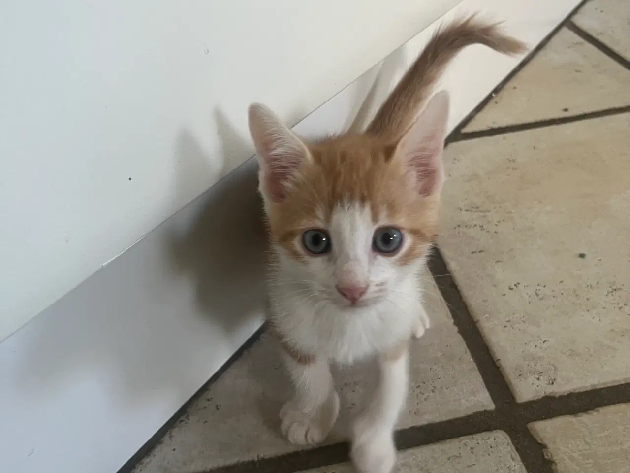 Billede 2 - 14 uger gammel rød hankatteklilling