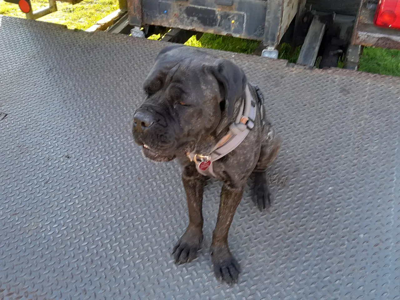 Billede 3 - Cane Corso Hvalpe Sælges. Læs helle teksten. 