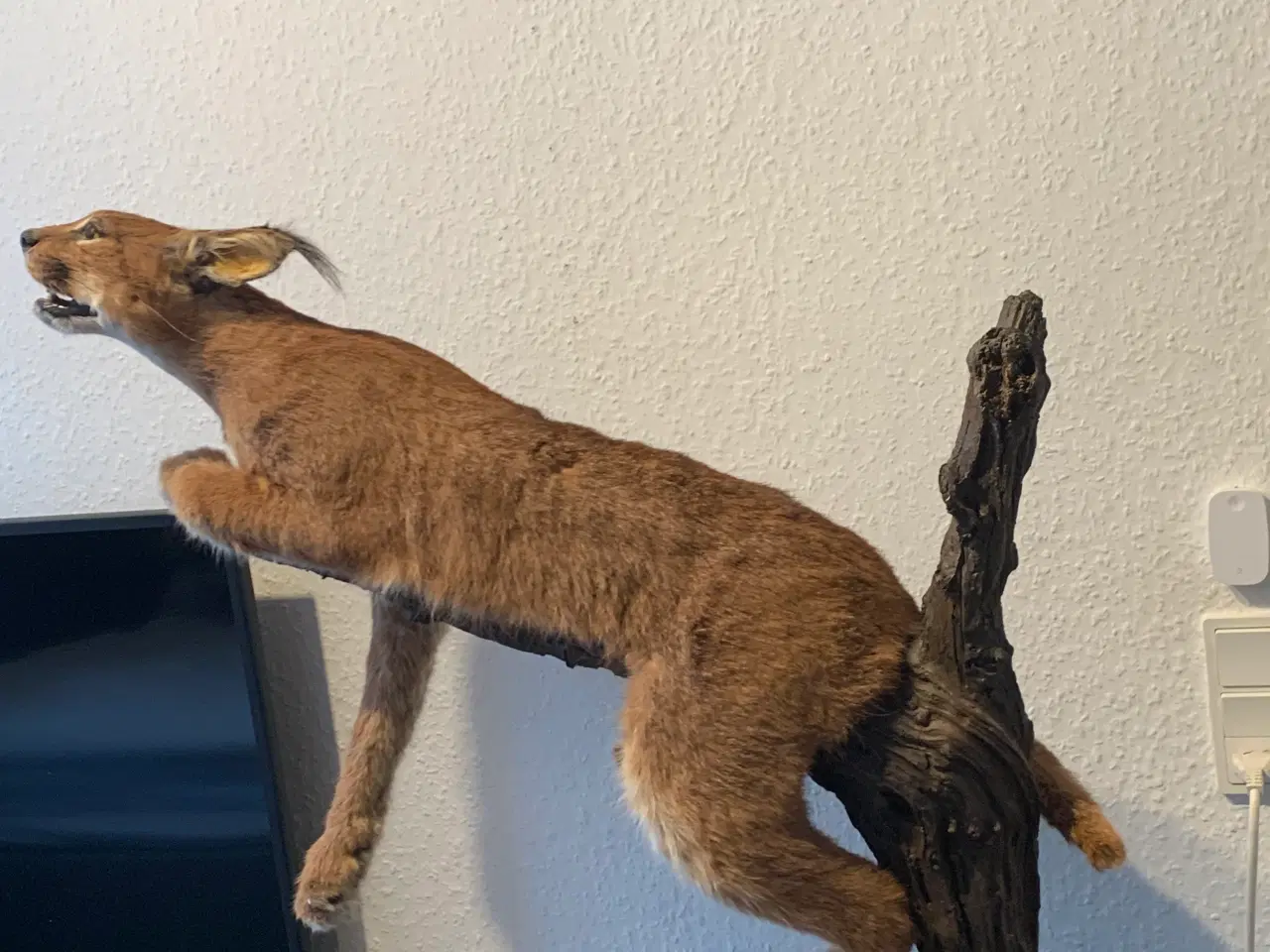 Billede 5 - Udstoppet caracal/ørkenlos